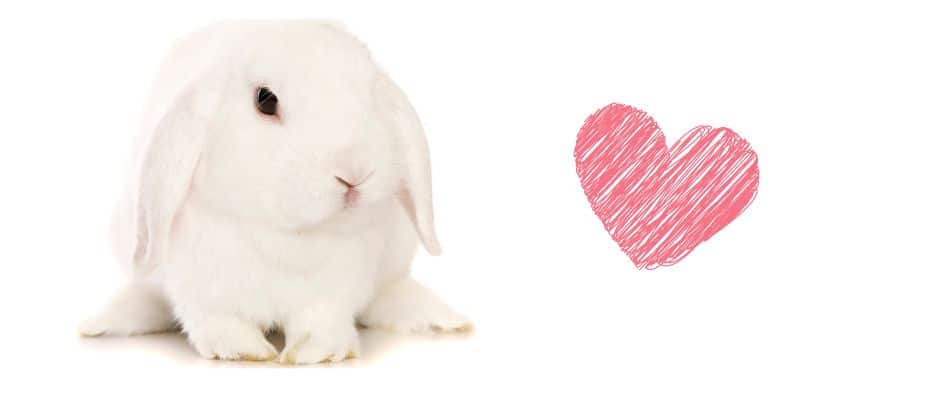 White rabbit on white with heart