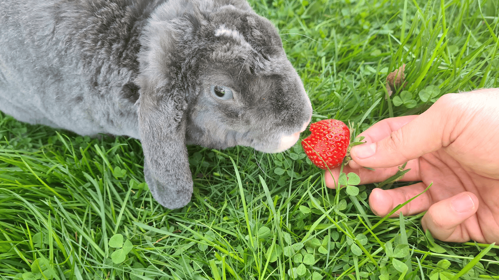 my rabbit poe, eating a strawberry from my hand